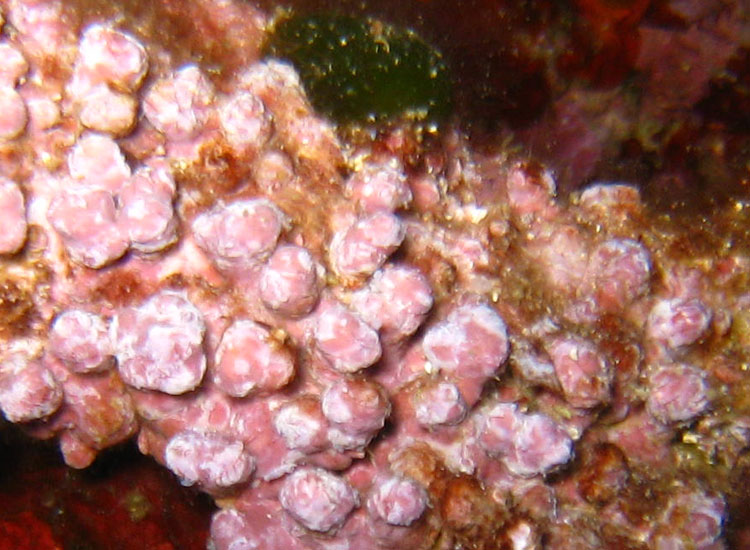 Lithophyllum sp ... forse incrustans?